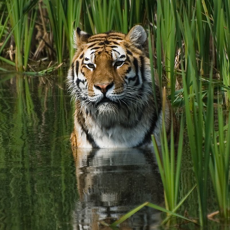 By Bob Jagendorf - This file was derived from: Tigerwater.jpg, CC BY 2.0, https://commons.wikimedia.org/w/index.php?curid=5747412