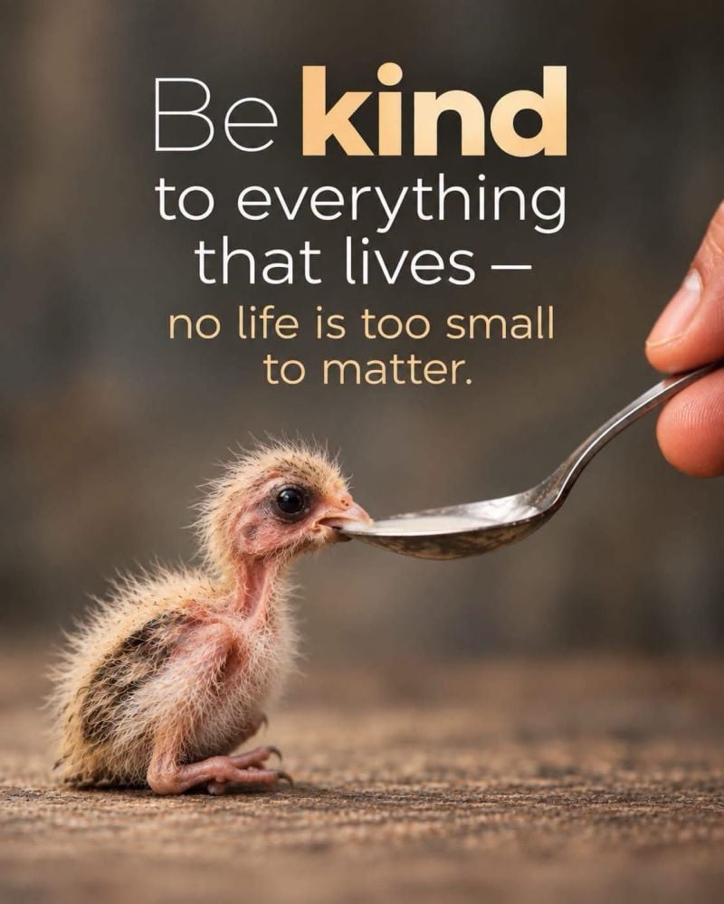 be-kind Be Kind